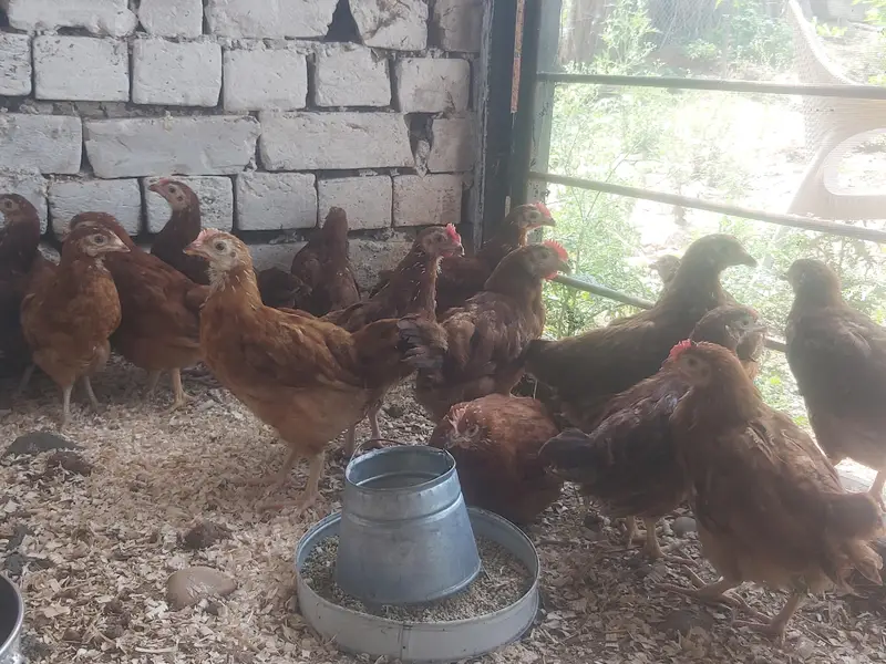 RIR Pullets/pathay 10 weeks age Rhode Island Red — photo 6