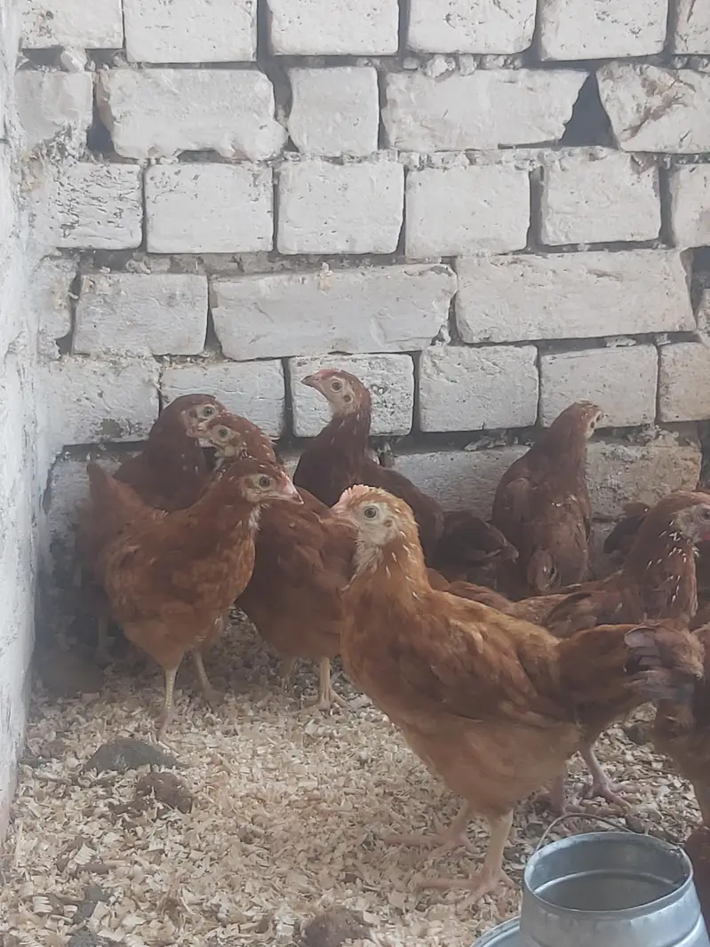 RIR Pullets/pathay 10 weeks age Rhode Island Red — photo 7