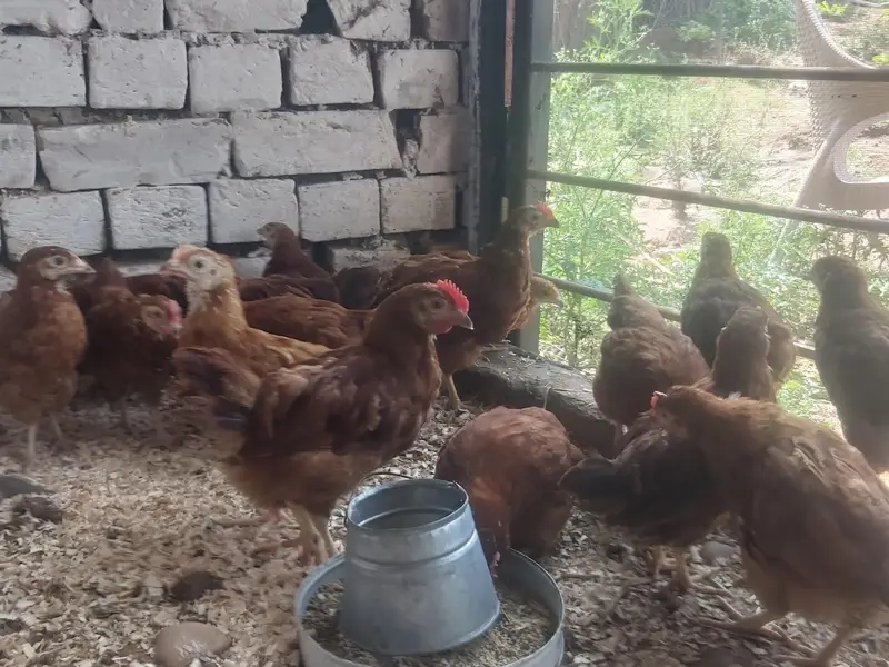RIR Pullets/pathay 10 weeks age Rhode Island Red — photo 8