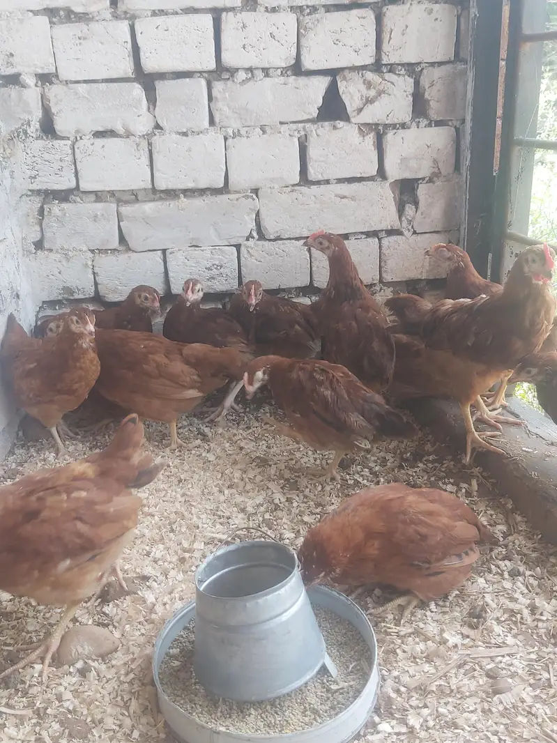 RIR Pullets/pathay 10 weeks age Rhode Island Red — photo 9