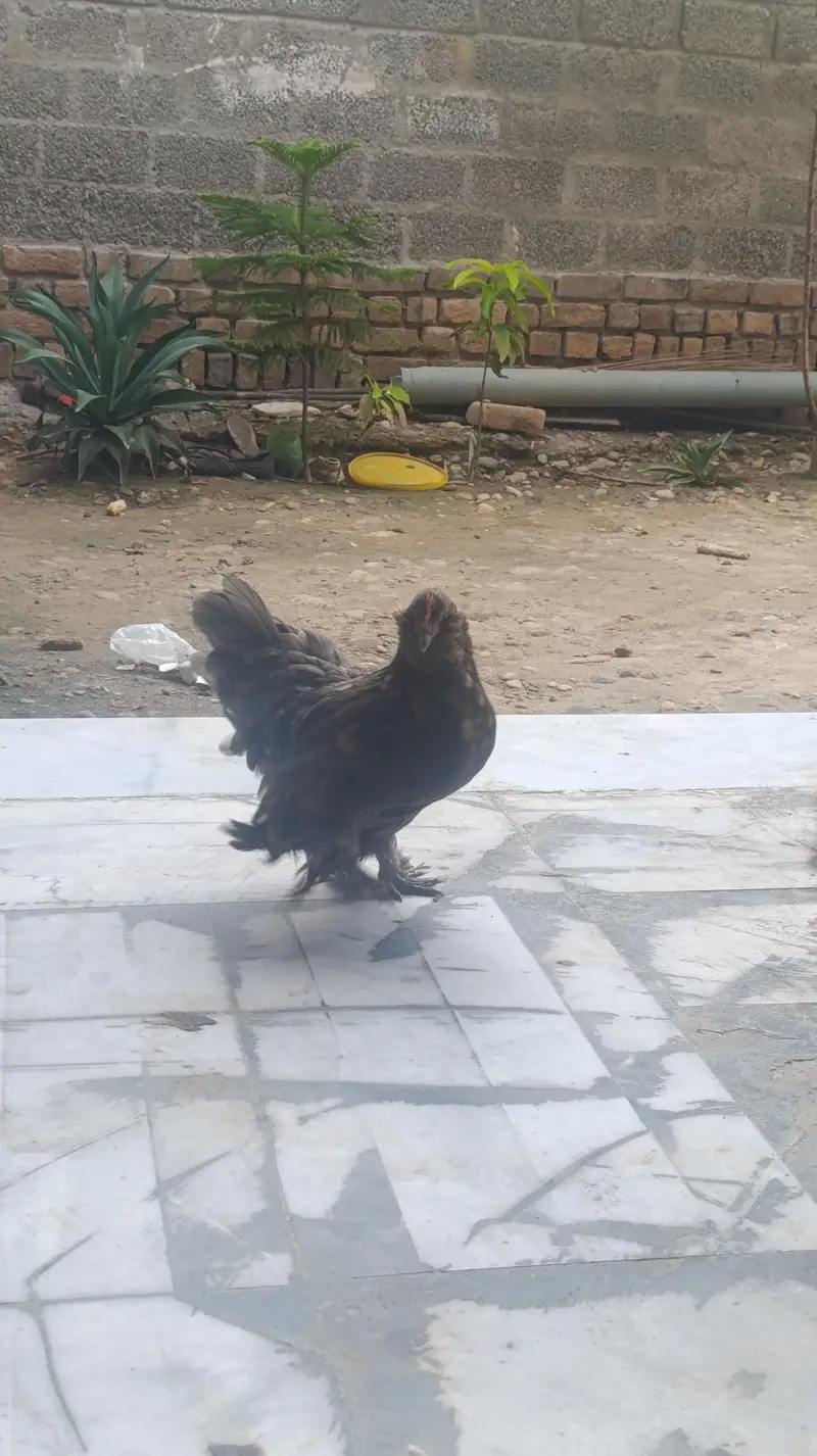 1 female hen with 5 chicks (bachy) — photo 2