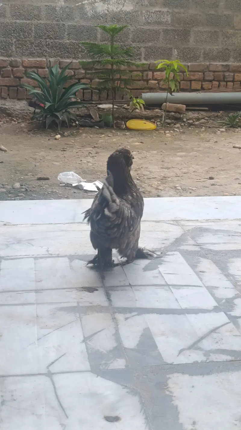 1 female hen with 5 chicks (bachy) — photo 3