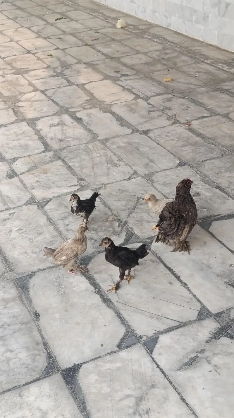 1 female hen with 5 chicks (bachy) — photo 4