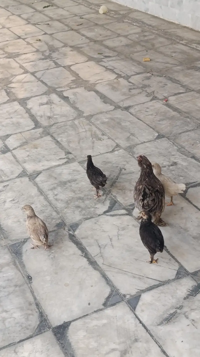 1 female hen with 5 chicks (bachy) — photo 5