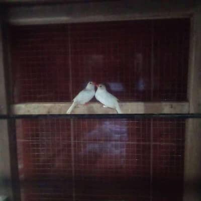 pinchi