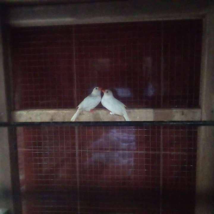 pinchi 0