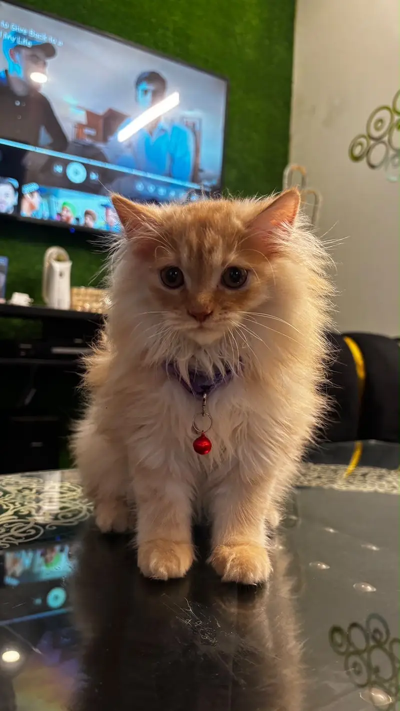 Kitten up for sale — photo 2