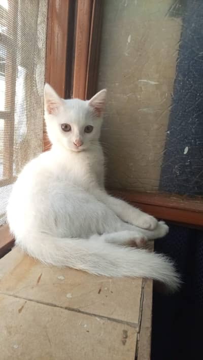 Persian cat for sale