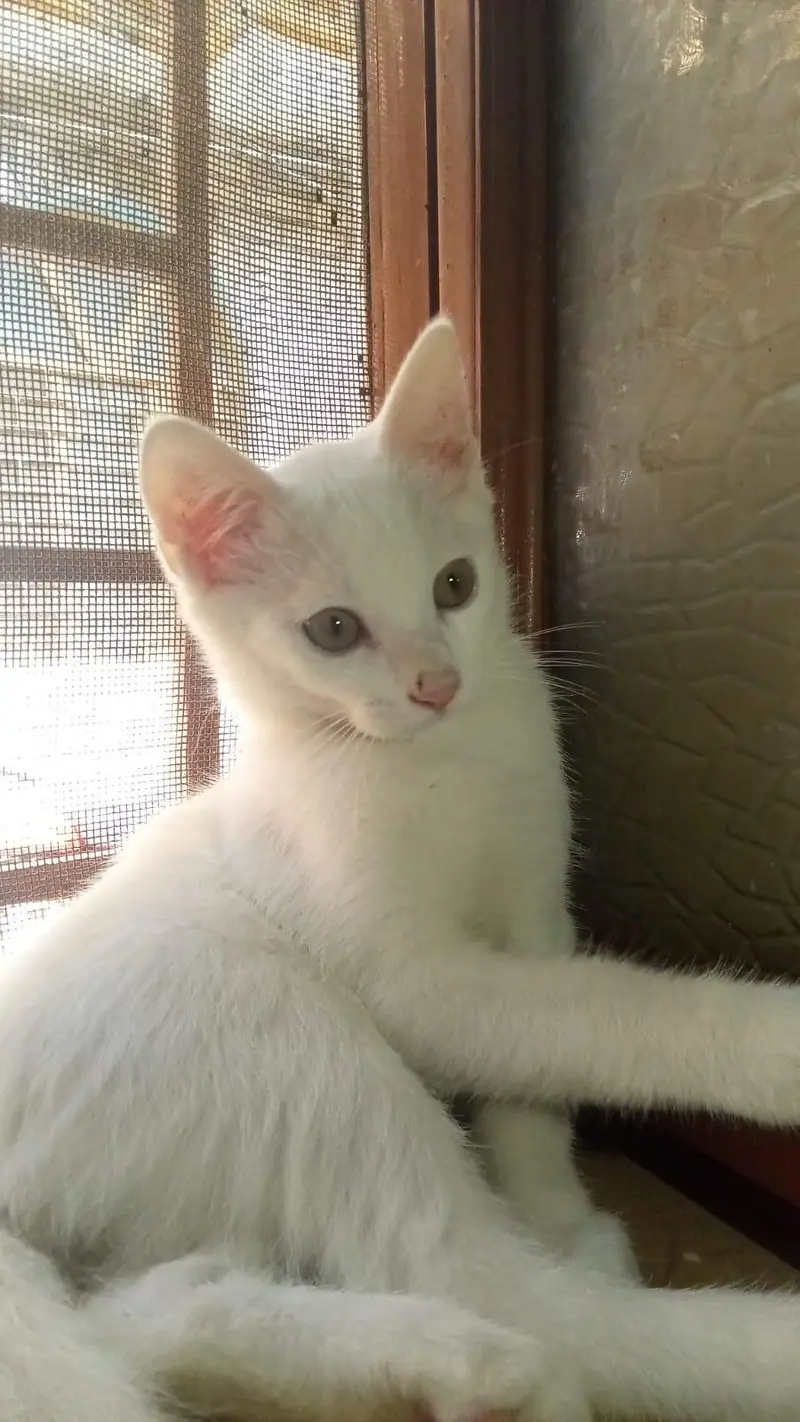 Persian cat for sale — photo 2
