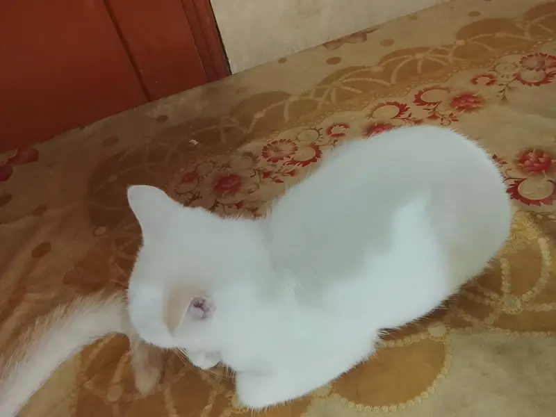 Persian cat for sale — photo 3
