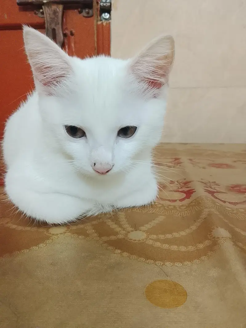 Persian cat for sale — photo 4