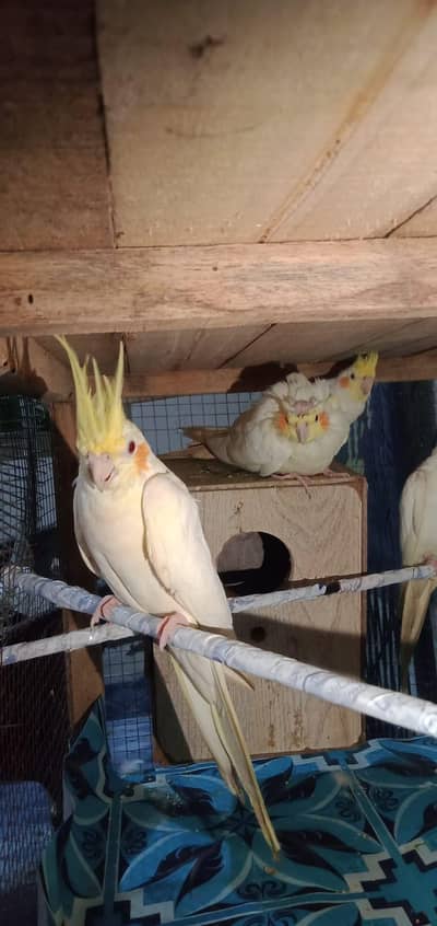 breeder cocktail for sale
