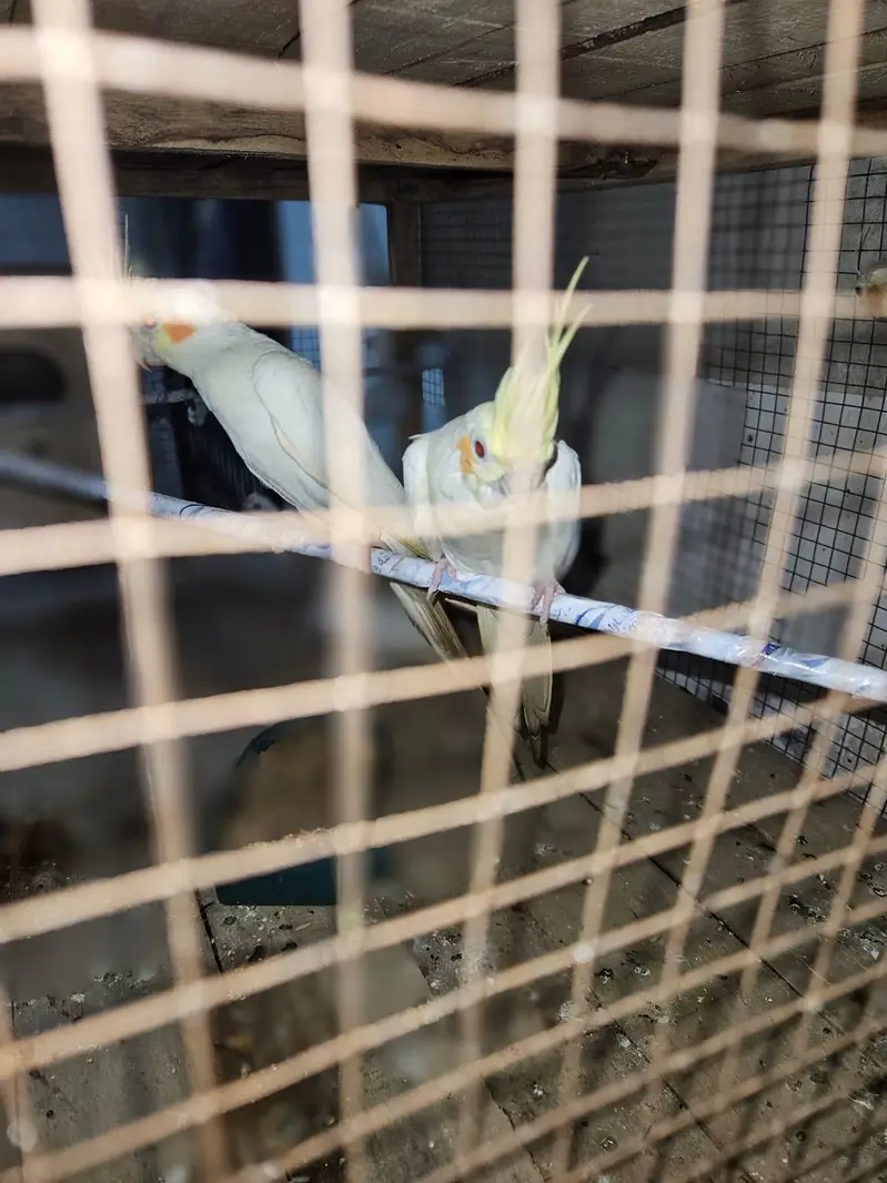 breeder cocktail for sale — photo 4