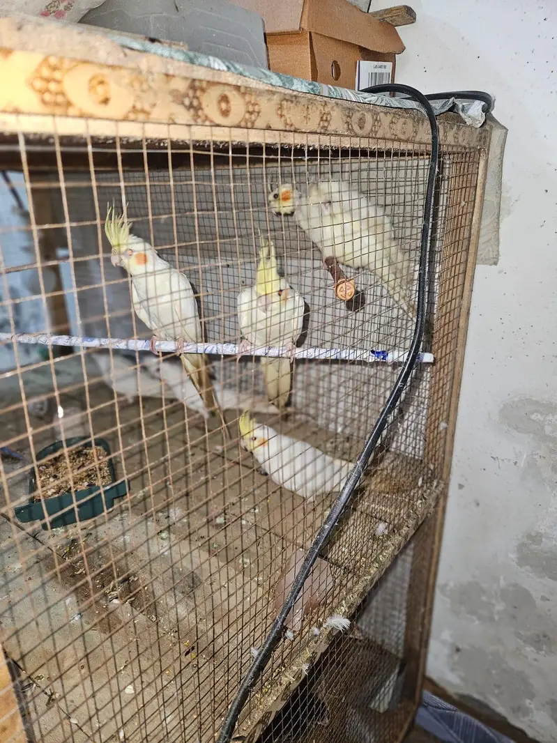 breeder cocktail for sale — photo 6