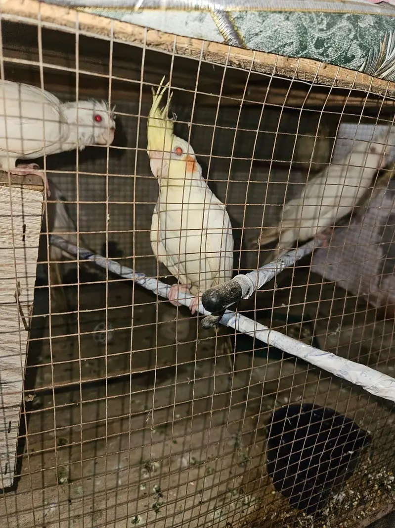 breeder cocktail for sale — photo 8