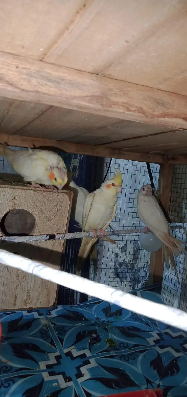 breeder cocktail for sale — photo 9