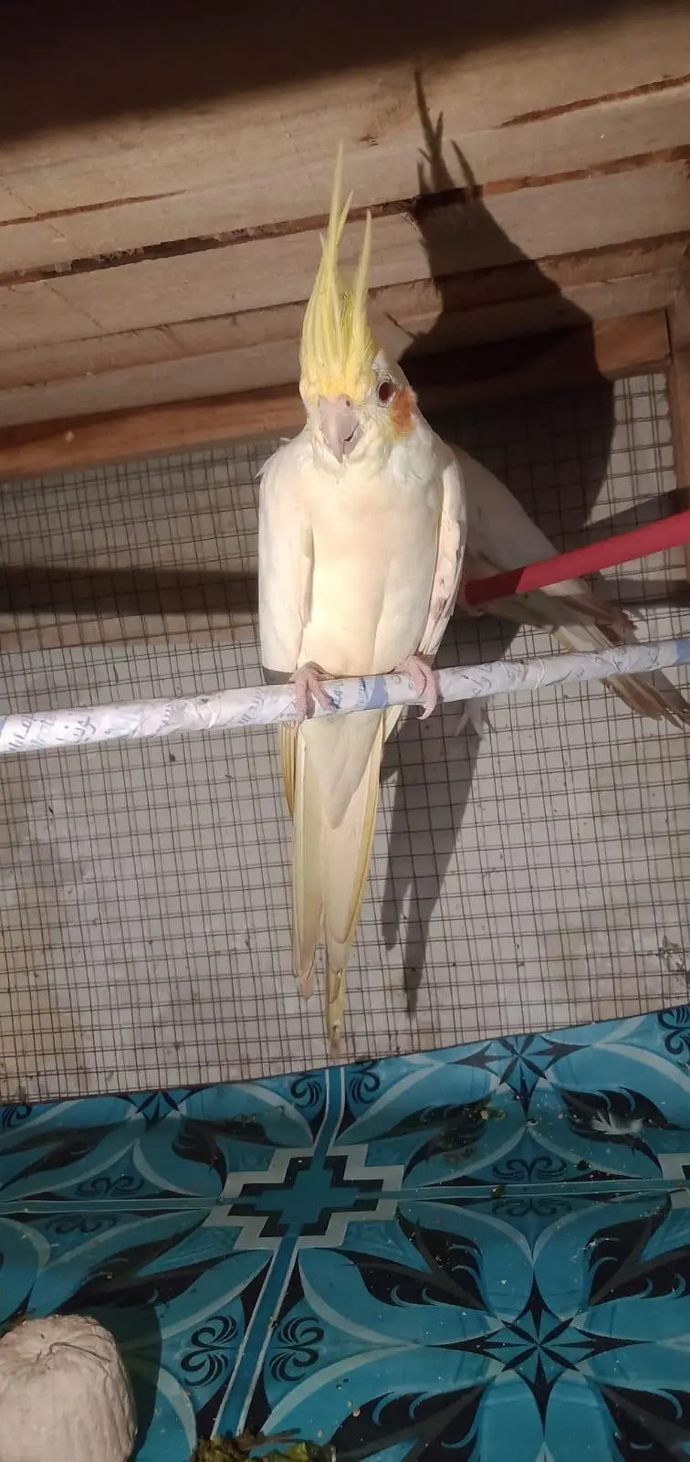 breeder cocktail for sale — photo 10