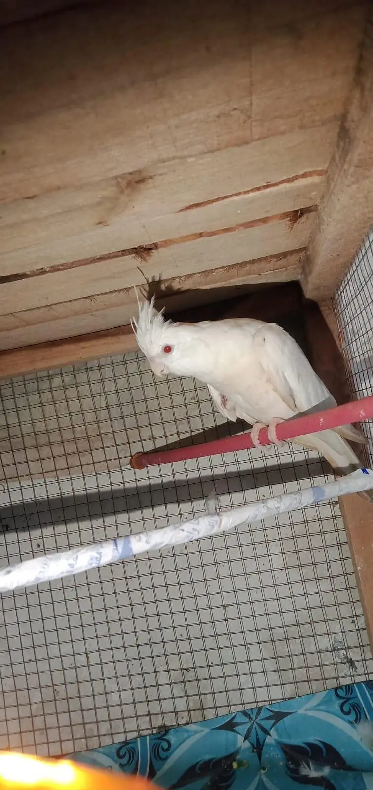 breeder cocktail for sale — photo 11
