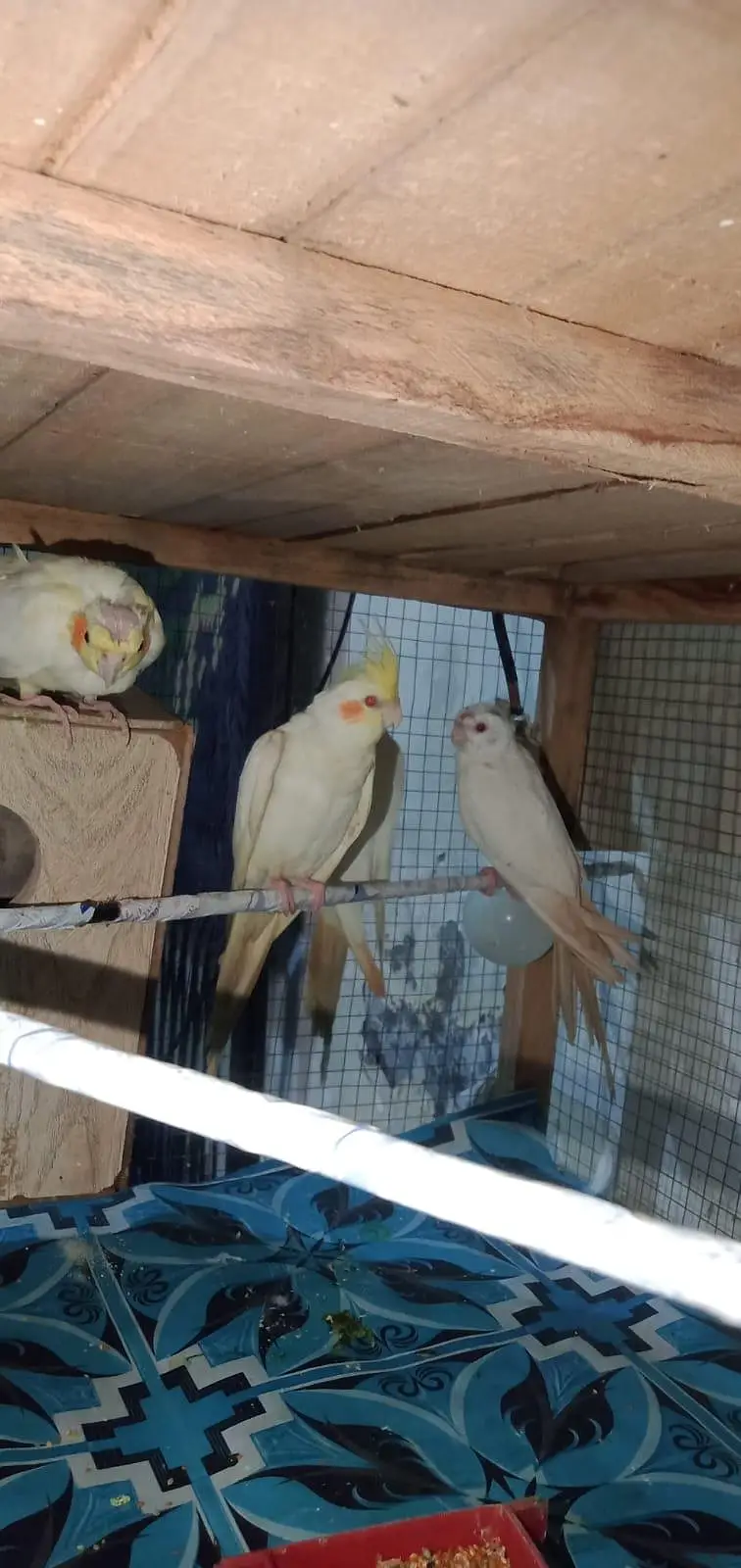 breeder cocktail for sale — photo 12
