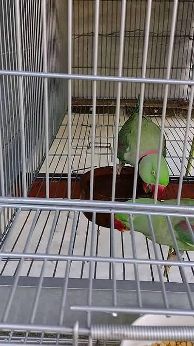 Breeder pair female moody talking ha