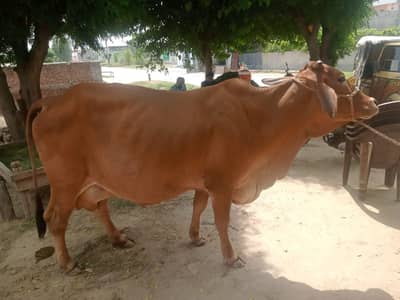 cows for sale
