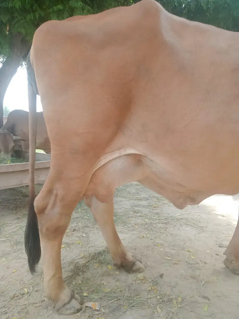 cows for sale — photo 2