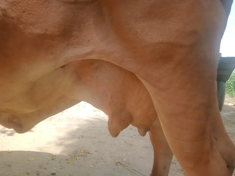 cows for sale — photo 3