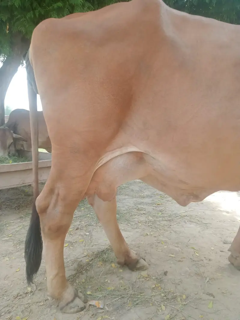 cows for sale — photo 4
