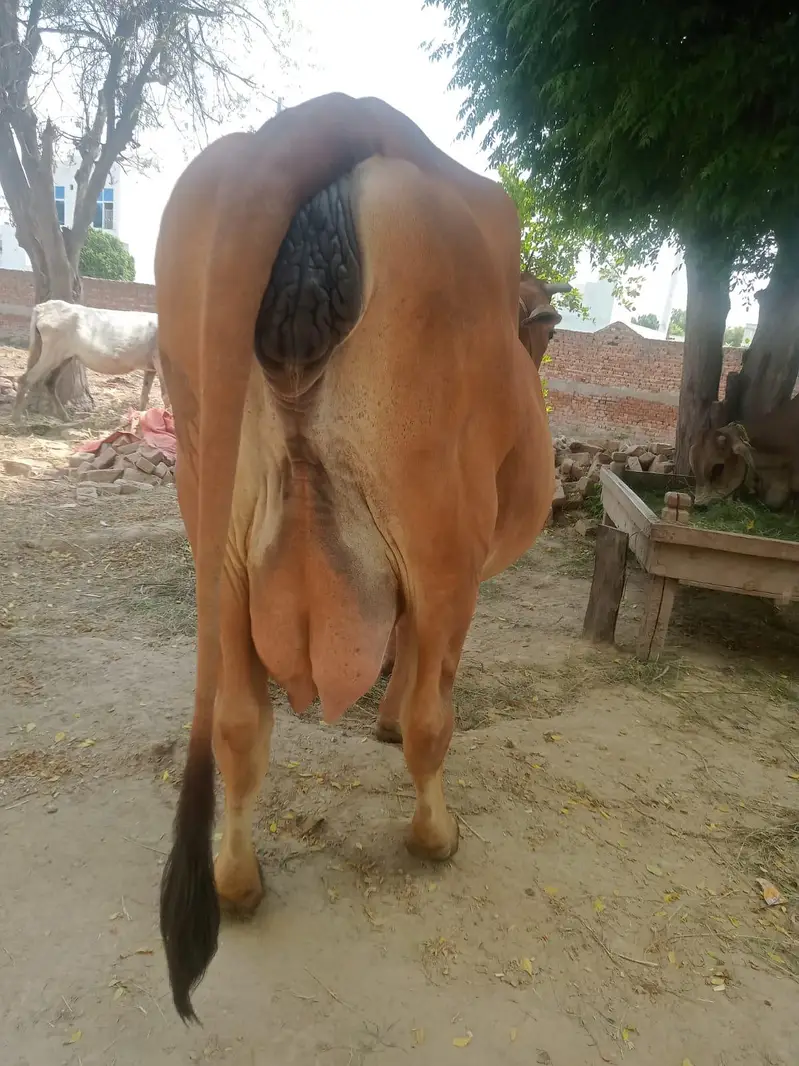 cows for sale — photo 5