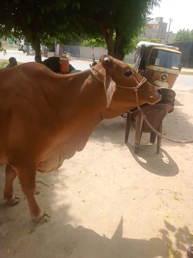 cows for sale — photo 6