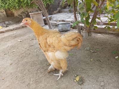 Golden heavy buff female