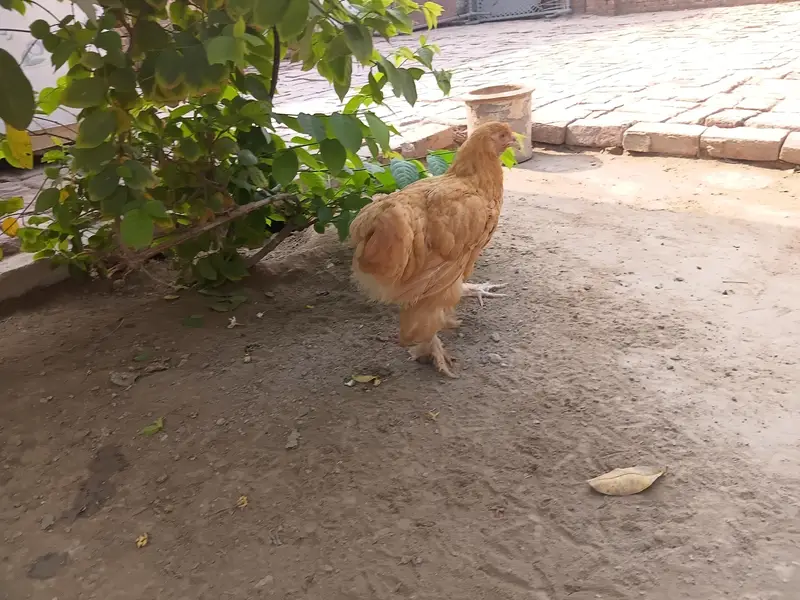 Golden heavy buff female — photo 2