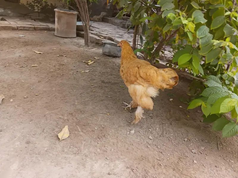Golden heavy buff female — photo 3
