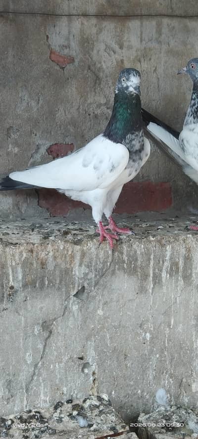 Resulted Birds