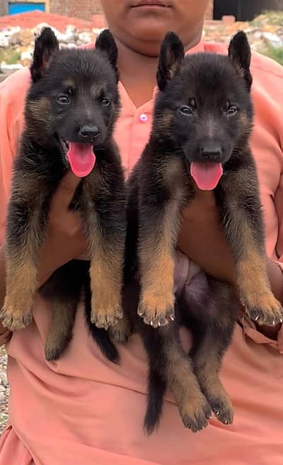 German Shepherd 2 month for sale