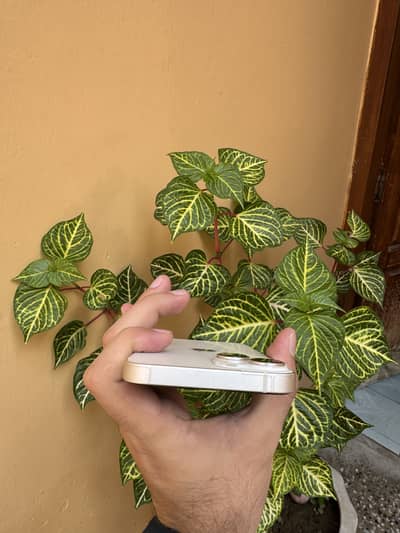 Apple iPhone 14