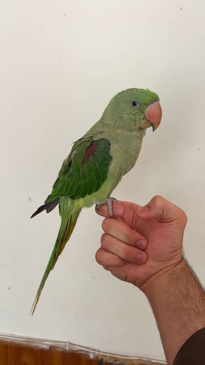Jambo size hand tanned female raw talking parrot