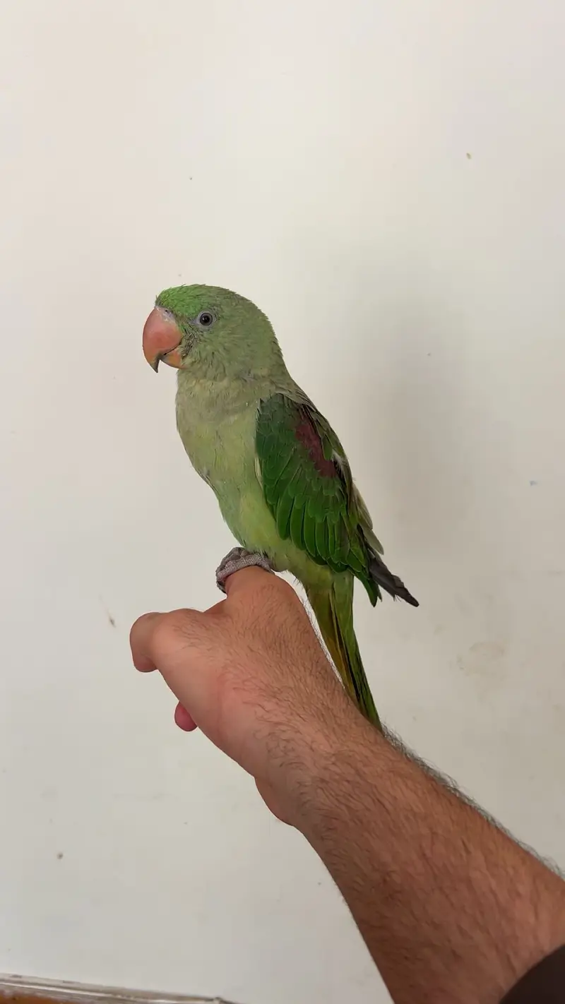 Jambo size hand tanned female raw talking parrot — photo 2