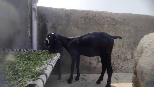 2 Beetal goats for sell