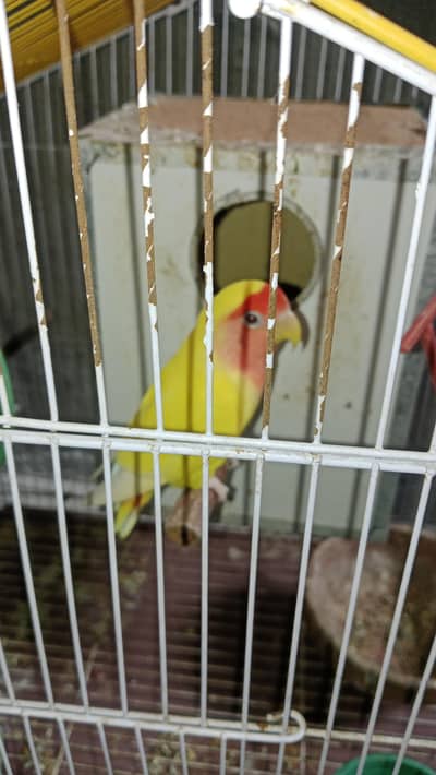 love birds 03216654551