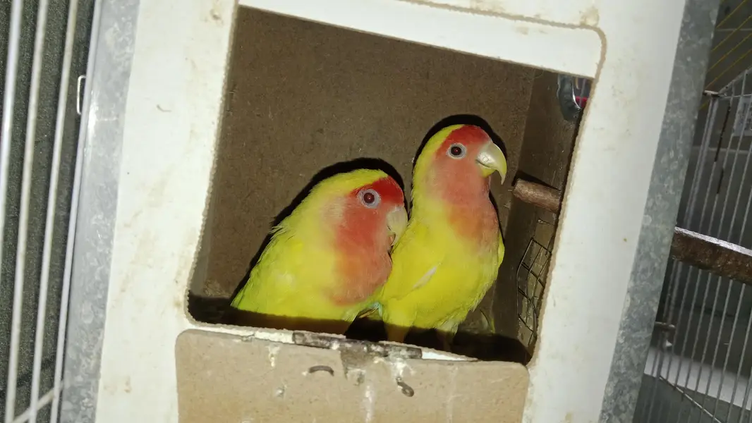 love birds 03216654551 — photo 2