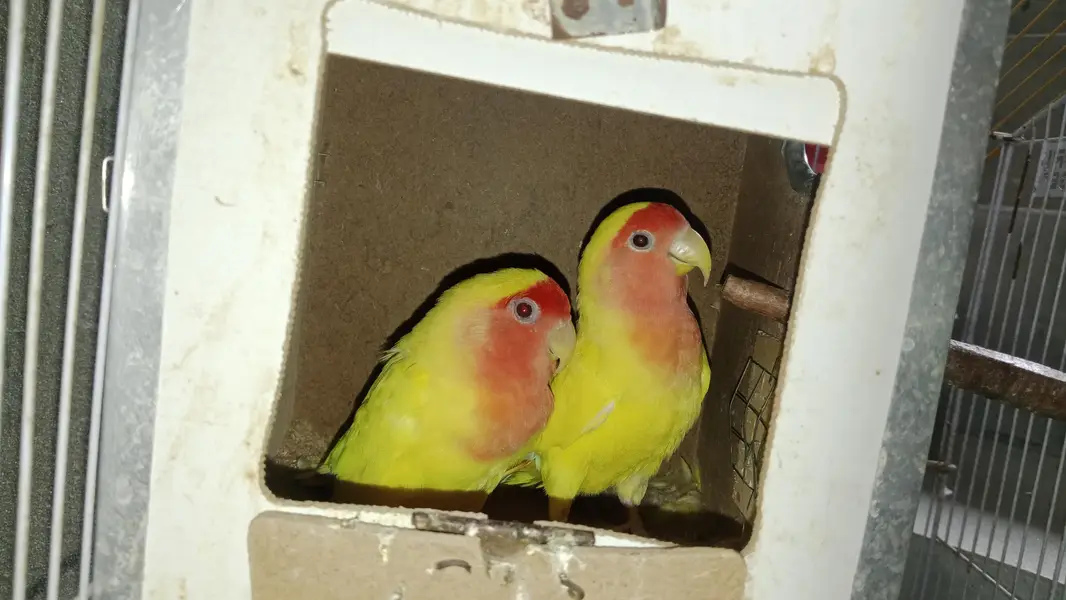 love birds 03216654551 — photo 3