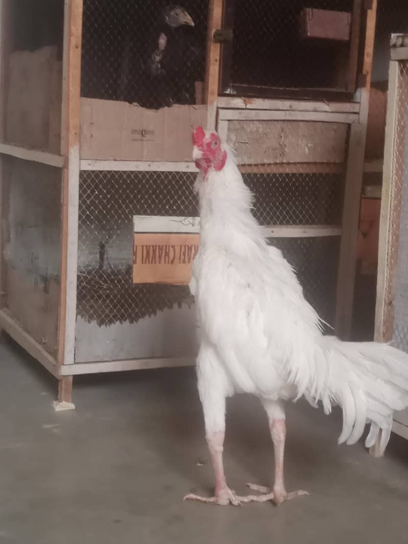 heera 0