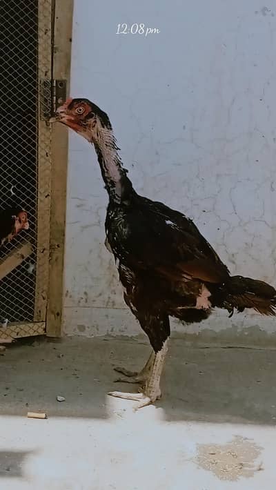 2 Aseel hen for sale abhi quraiz kr ri ha isi lia per ni ha