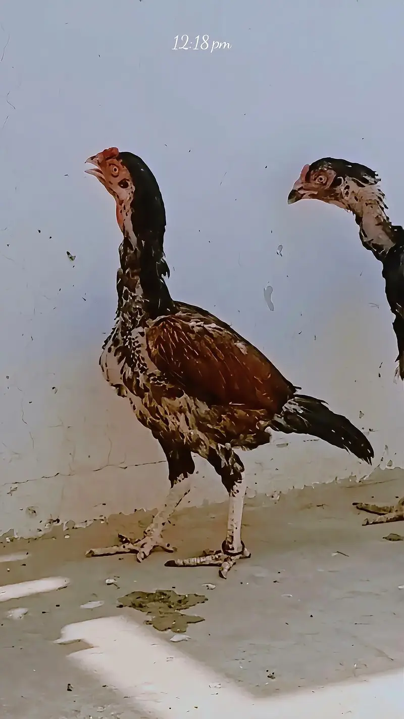 2 Aseel hen for sale abhi quraiz kr ri ha isi lia per ni ha — photo 2