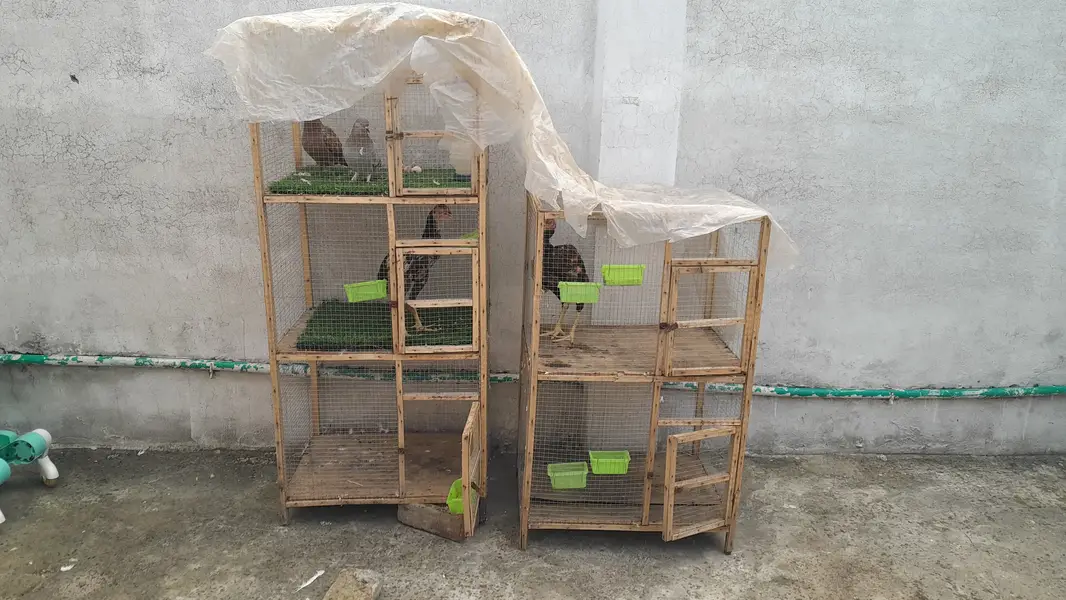 Cage wooden — photo 2