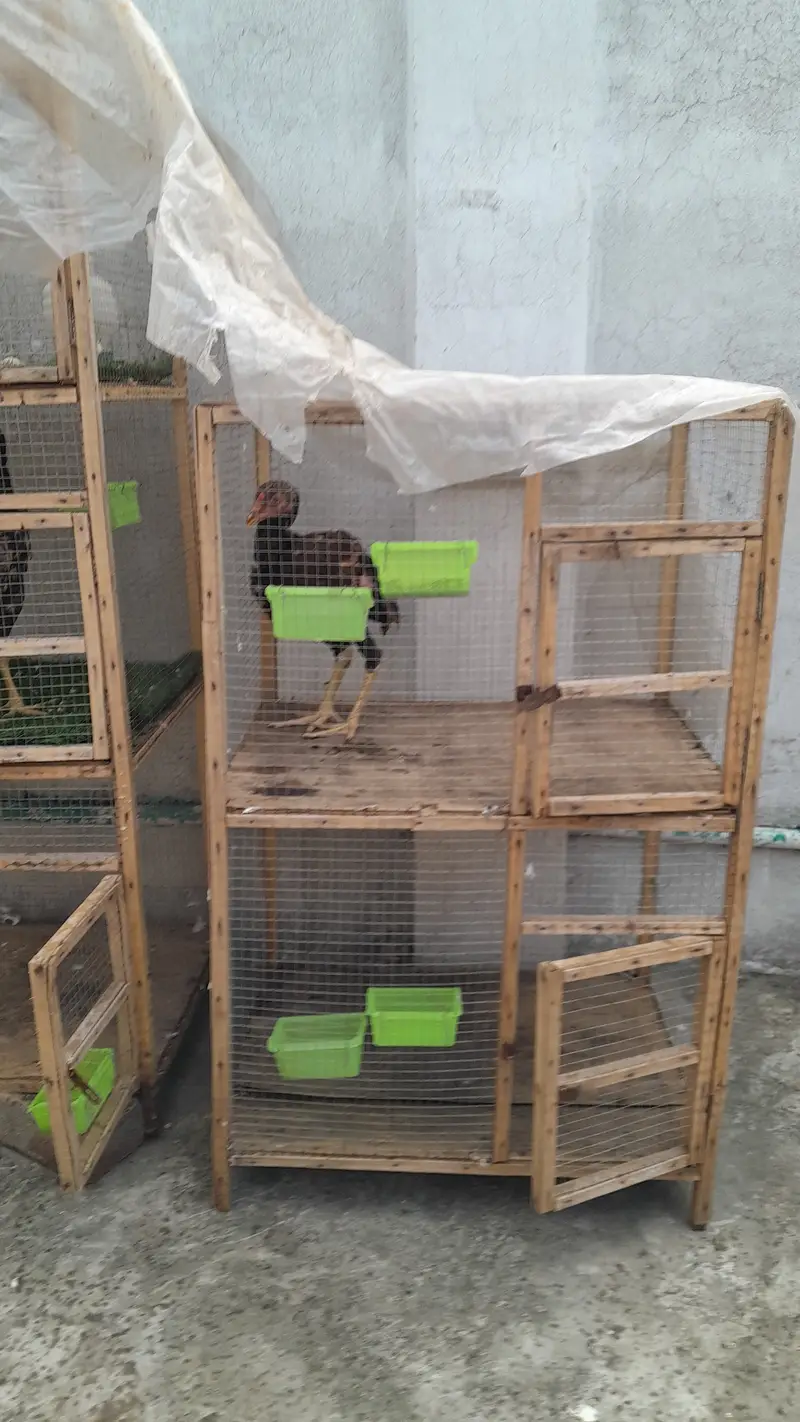Cage wooden — photo 3