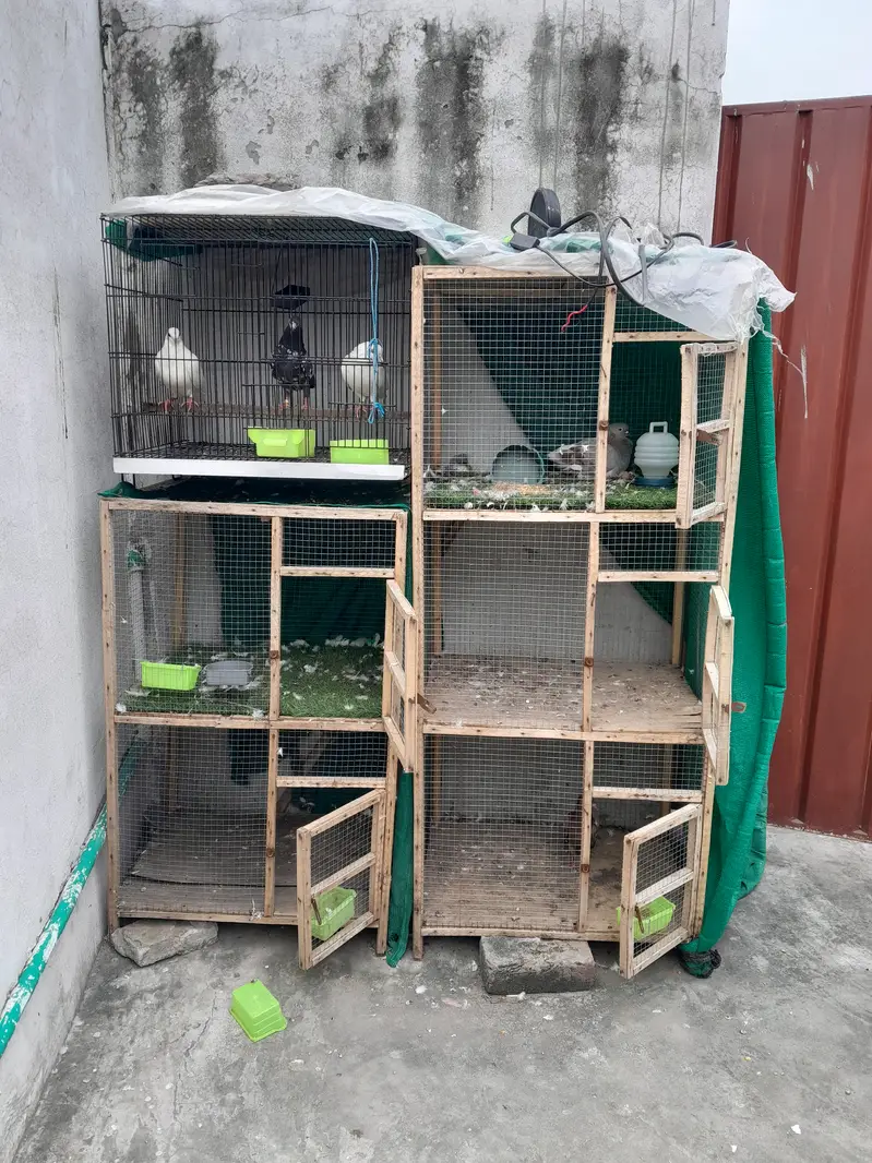 Cage wooden — photo 4