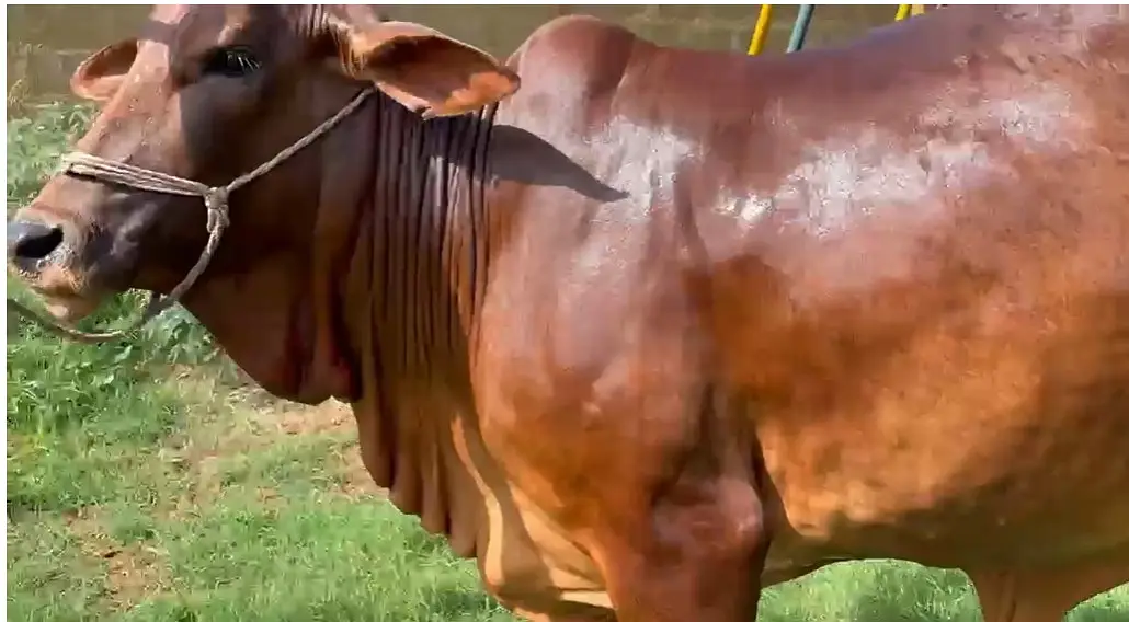 Bachiya / Desi Bull Available for Sale — photo 2