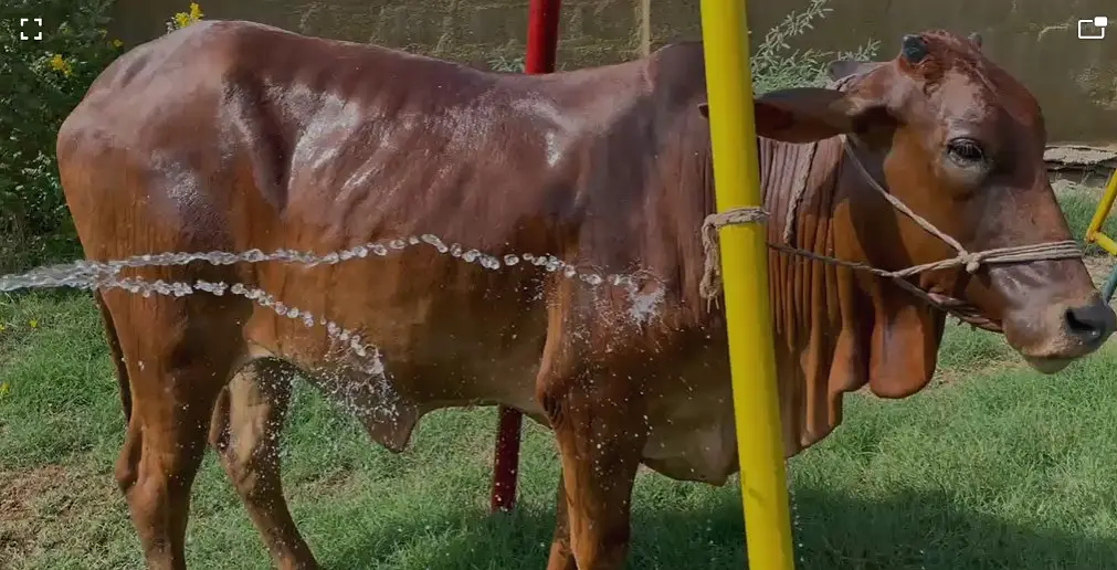 Bachiya / Desi Bull Available for Sale — photo 4